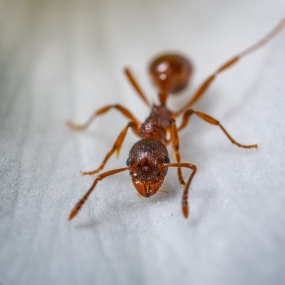 Field Ants, Pest Control in Richmond, TW9, TW10. Call Now! 020 8166 9746