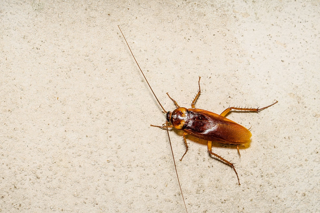 Cockroach Control, Pest Control in Richmond, TW9, TW10. Call Now 020 8166 9746