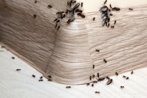 Ant Control, Pest Control in Richmond, TW9, TW10. Call Now 020 8166 9746