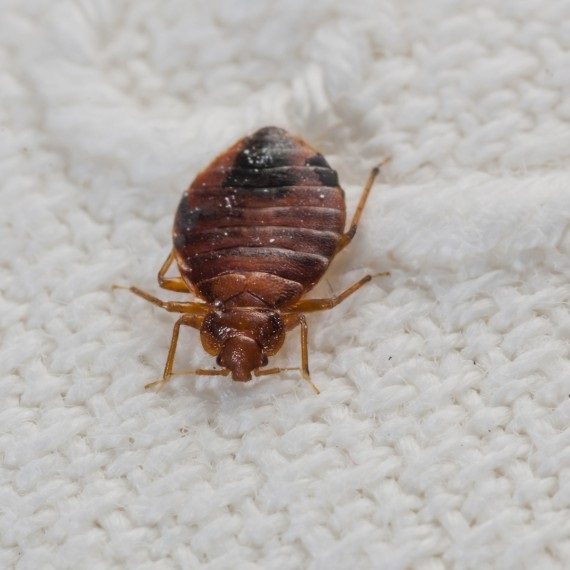 Bed Bugs, Pest Control in Richmond, TW9, TW10. Call Now! 020 8166 9746