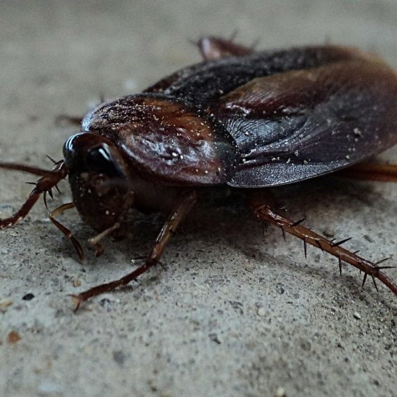 Cockroaches, Pest Control in Richmond, TW9, TW10. Call Now! 020 8166 9746
