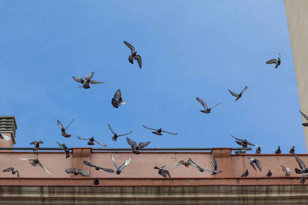 Pigeon Pest, Pest Control in Richmond, TW9, TW10. Call Now 020 8166 9746