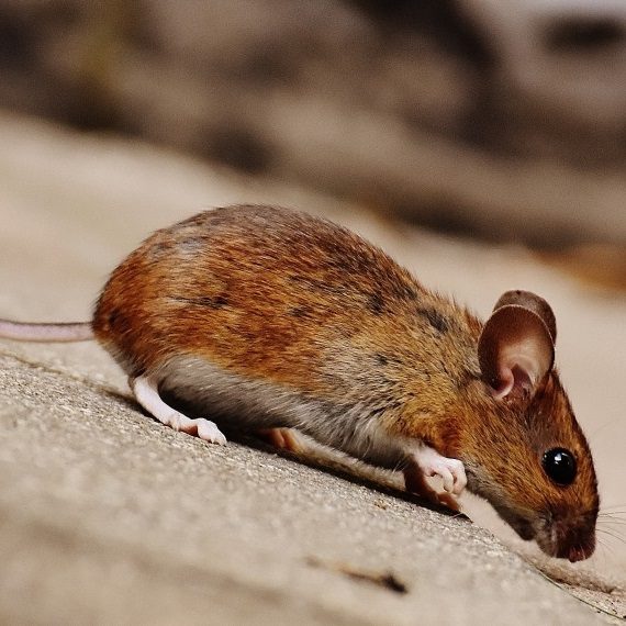 Mice, Pest Control in Richmond, TW9, TW10. Call Now! 020 8166 9746