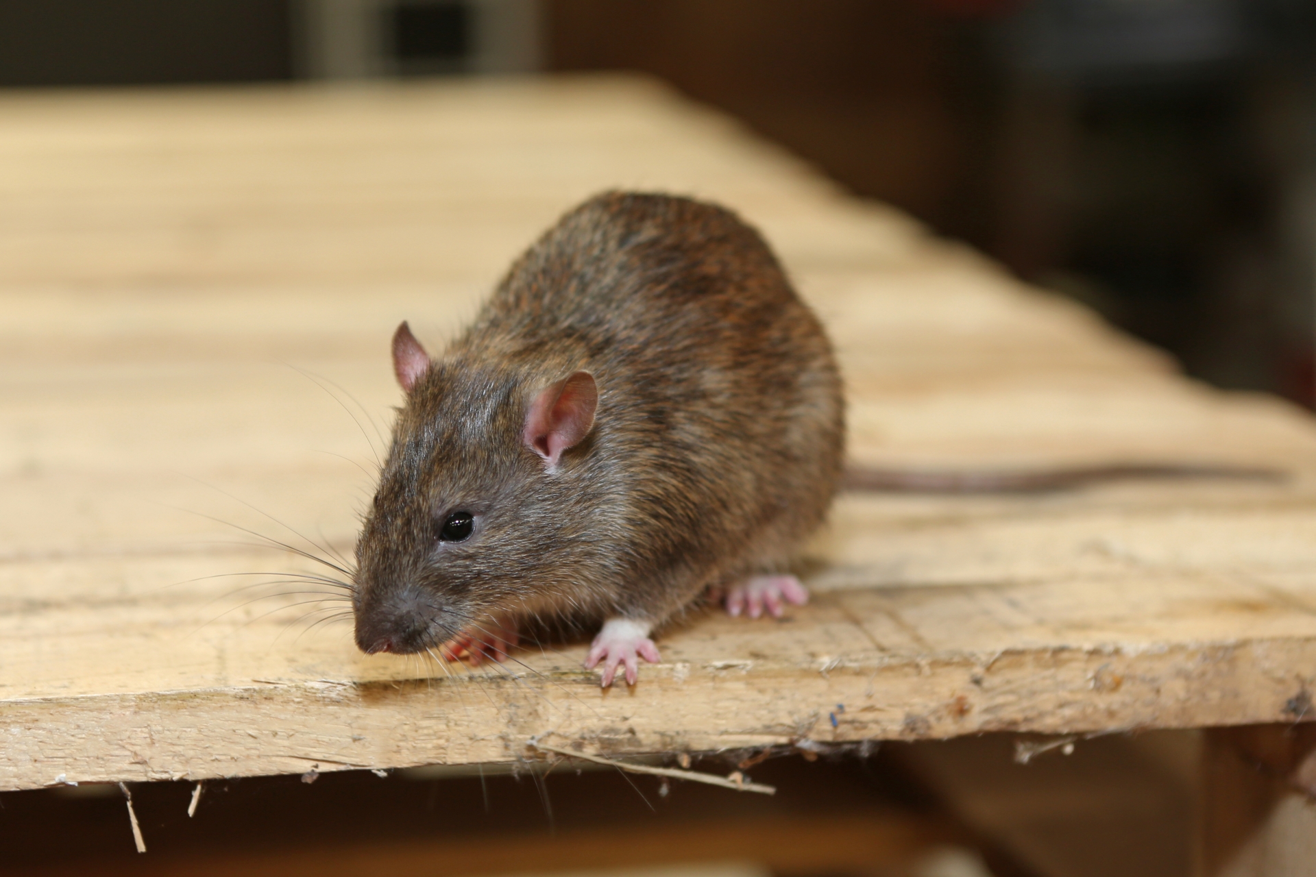 Rat Infestation, Pest Control in Richmond, TW9, TW10. Call Now 020 8166 9746