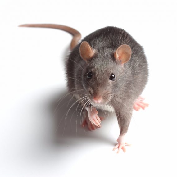 Rats, Pest Control in Richmond, TW9, TW10. Call Now! 020 8166 9746