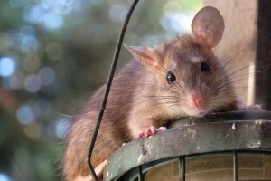 Rat Infestation, Pest Control in Richmond, TW9, TW10. Call Now 020 8166 9746