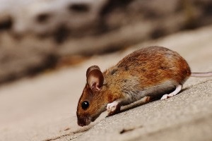 Mice Control, Pest Control in Richmond, TW9, TW10. Call Now 020 8166 9746