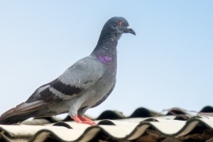 Pigeon Pest, Pest Control in Richmond, TW9, TW10. Call Now 020 8166 9746