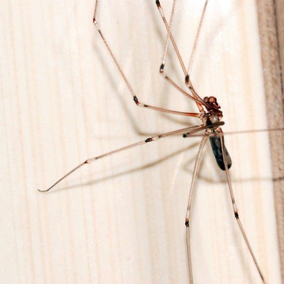 Spiders, Pest Control in Richmond, TW9, TW10. Call Now! 020 8166 9746