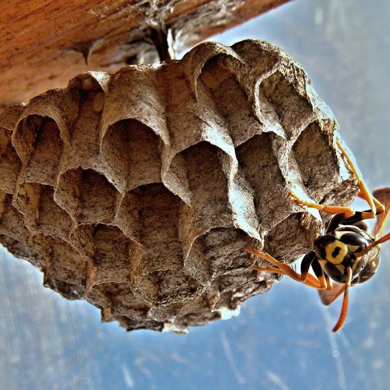 Wasps Nest, Pest Control in Richmond, TW9, TW10. Call Now! 020 8166 9746
